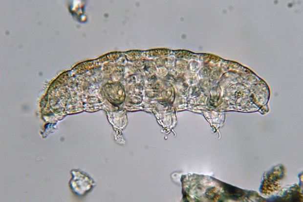 What happened to those tardigrades sent to the Moon?