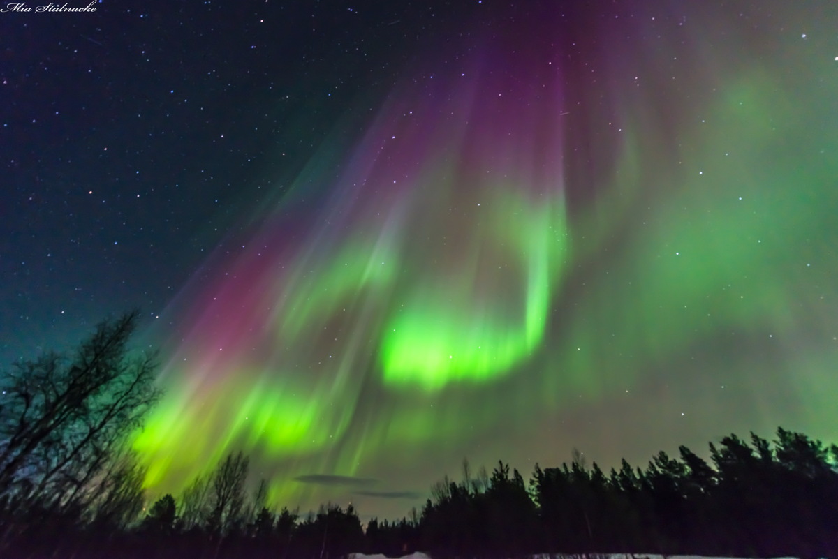 curtain of green and red auroras over a forest