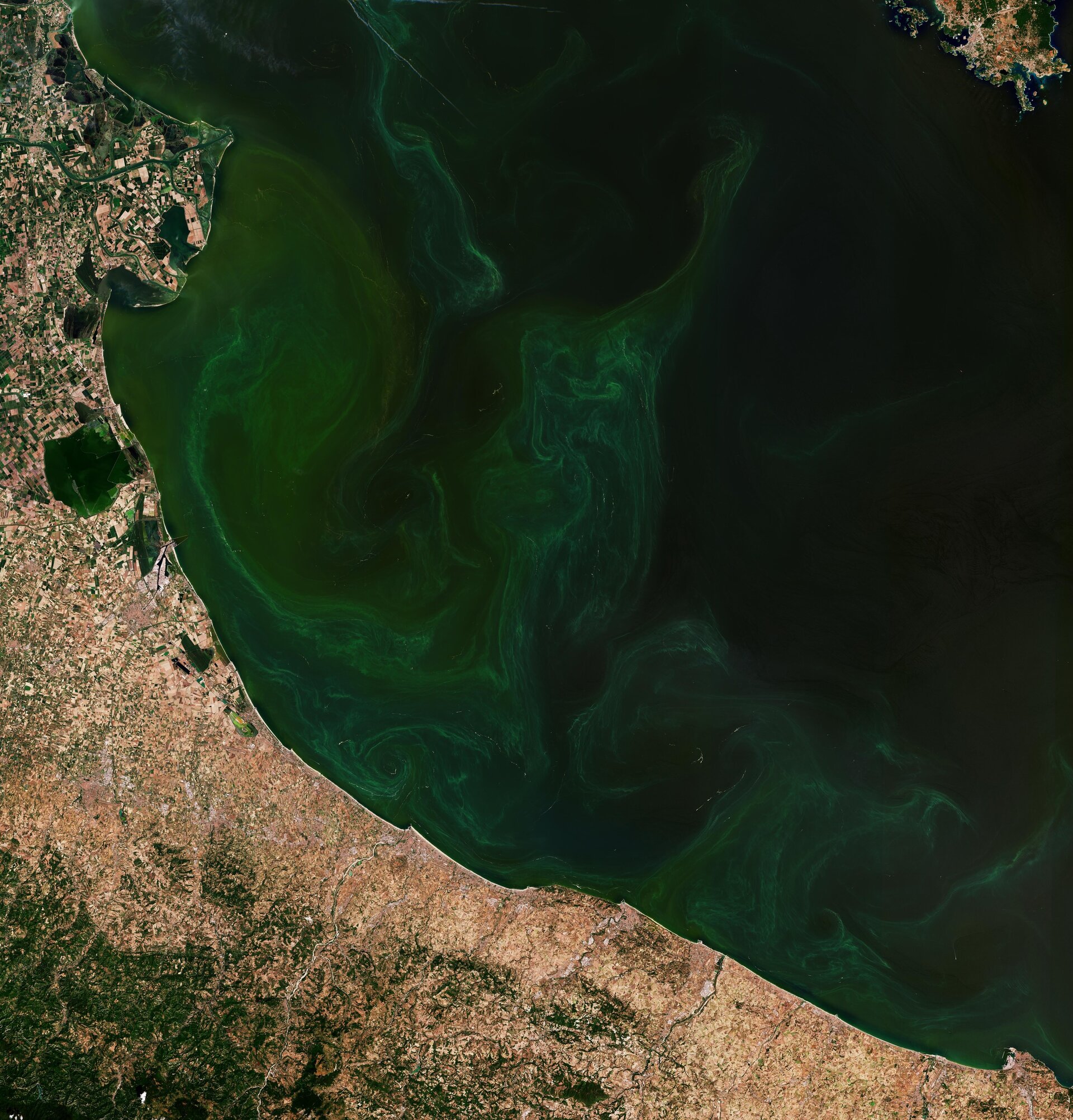 Earth from Space: Adriatic bloom