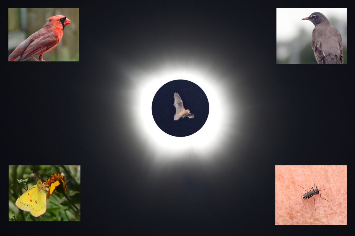 Studying nature’s eclipse reactions