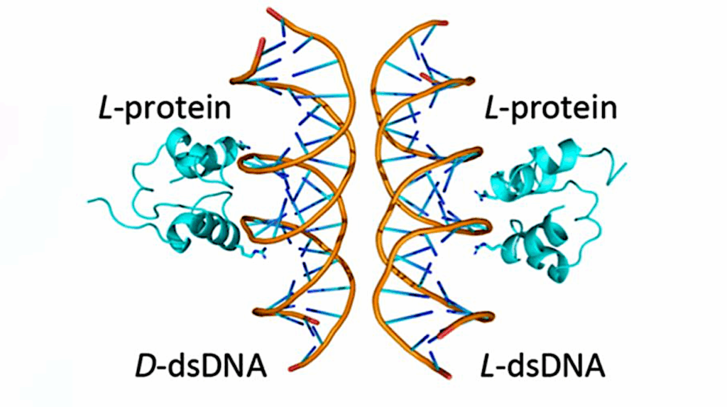 An Ancient Protein Breaks The Rules Of Molecular Handedness