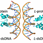 An Ancient Protein Breaks The Rules Of Molecular Handedness