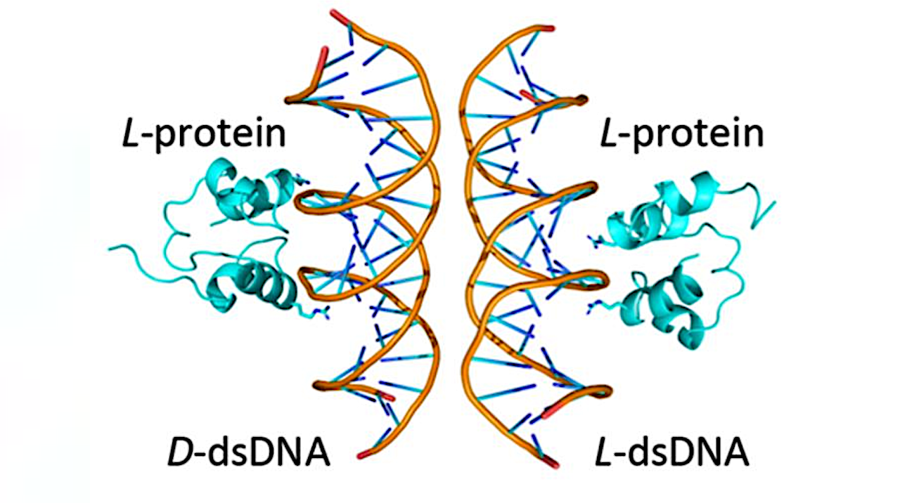 An Ancient Protein Breaks The Rules Of Molecular Handedness