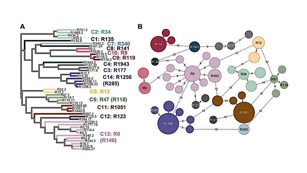Assembly Of Catalytic Complexes From Randomized Oligonucleotides