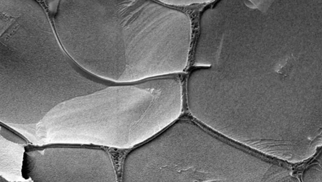Chemists Recreate How RNA Might Have Reproduced For The First Time