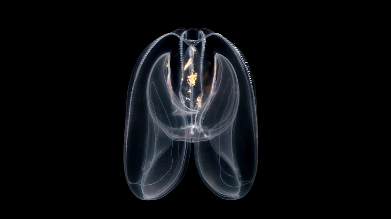 Comb Jellies Reveal Ancient Origins Of Animal Genome Regulation