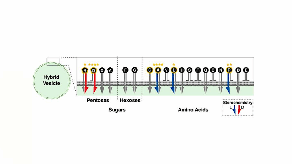 How Membranes May Have Brought About The Chemistry Of Life On Earth
