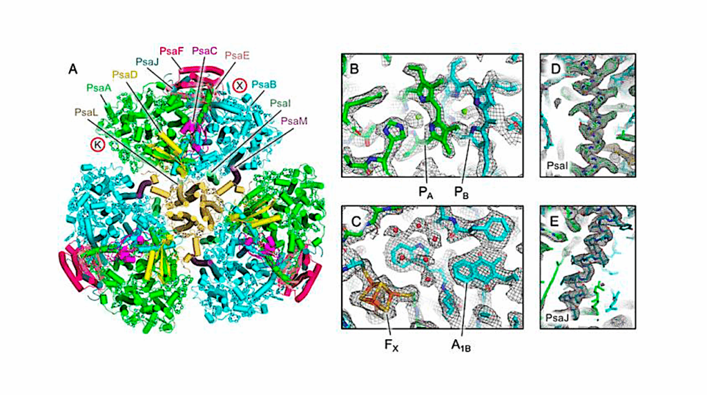 Light-to-electricity Nanodevice Reveals How Earth’s Oldest Surviving Cyanobacteria Worked