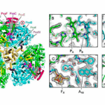 Light-to-electricity Nanodevice Reveals How Earth’s Oldest Surviving Cyanobacteria Worked