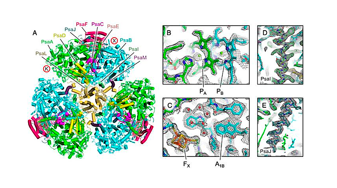 Light-to-electricity Nanodevice Reveals How Earth’s Oldest Surviving Cyanobacteria Worked