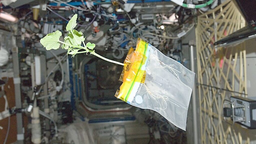 NASA Spaceline Current Awareness List #1,147 2 May 2025 (Space Life Science Research Results)