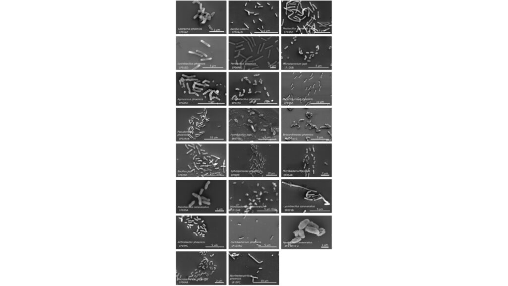 Not-so-clean rooms: Scientists discover 26 new microbe species in NASA spacecraft facility