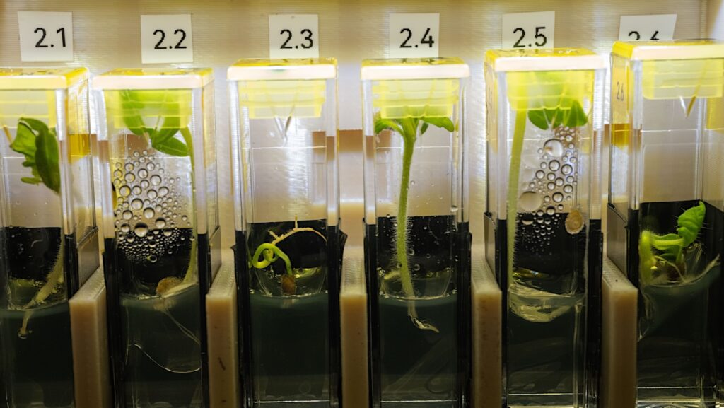 Offworld Botany: Genetically Modified, Extemely Dwarf Tomato Plants