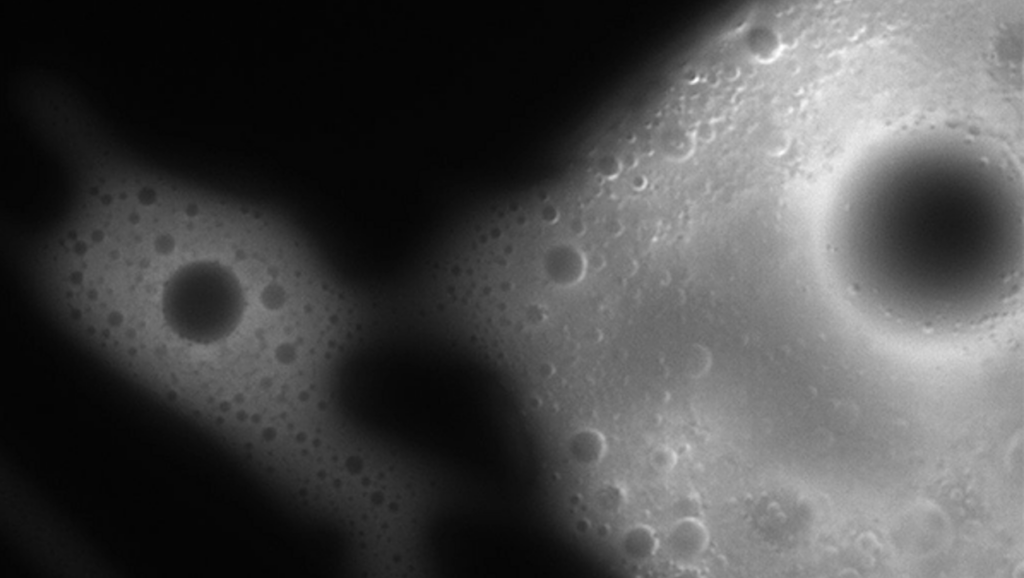 The Versatility Of Lactic Acid In The Origin Of Membraneless Protocells At The Origins Of Life