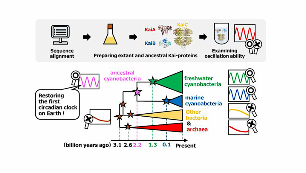 Tracing The Evolutionary History Of Bacterial Circadian Clocks On Ancient Earth