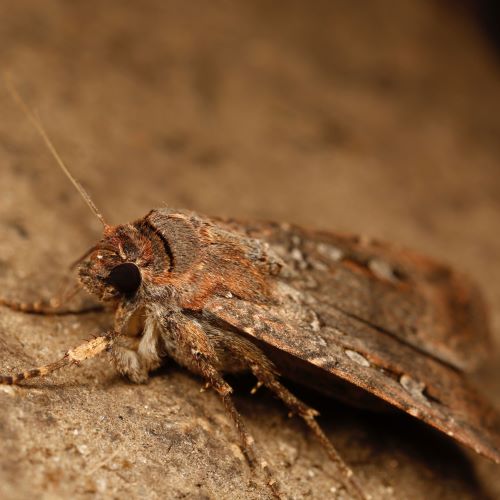 Australian bogong moths navigate using starlight, says study
