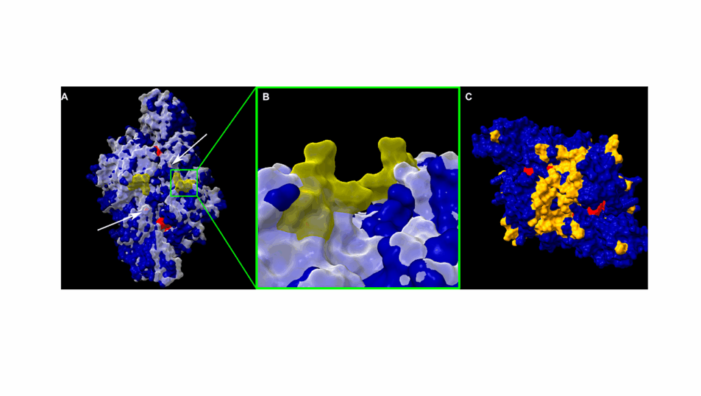 Chemoautotrophy In Subzero Environments And The Potential For Cold-adapted Rubisco