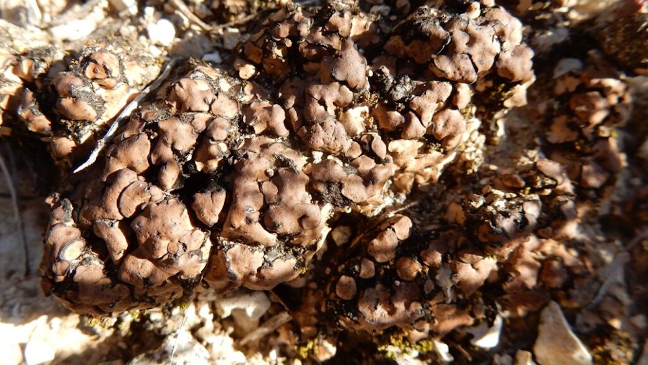 Desert Lichen Offers New Evidence For The Possibility Of Life On Other Planets