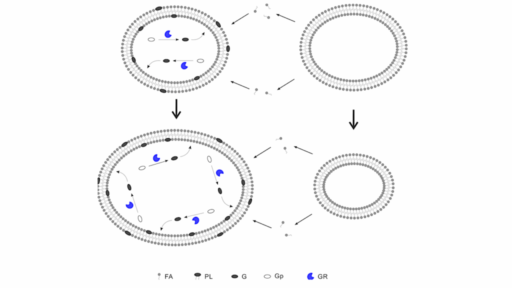 Evolution Associated With The Membrane-takeover At An Early Stage Of Life