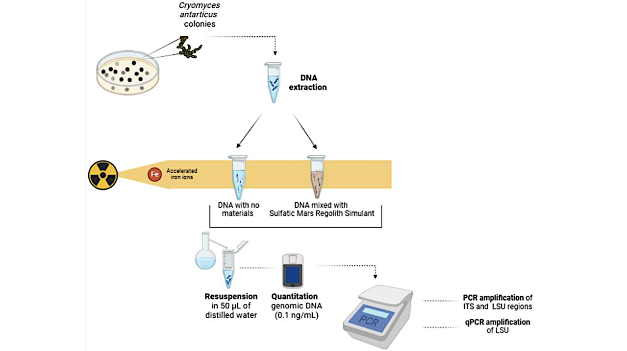 Exploring Life Detection on Mars: Understanding Challenges in DNA Amplification in Martian Regolith Analogue After Fe Ion Irradiation