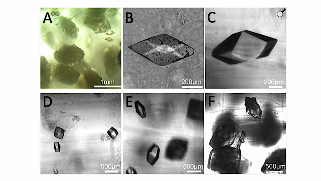 Exploring The Potential Of A Bioassembler For Protein Crystallization In Space