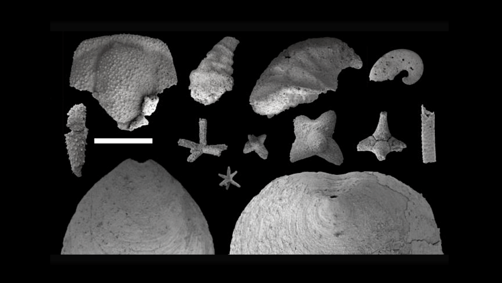 Fossils Reveal New Clues About Early Ocean Life On Earth