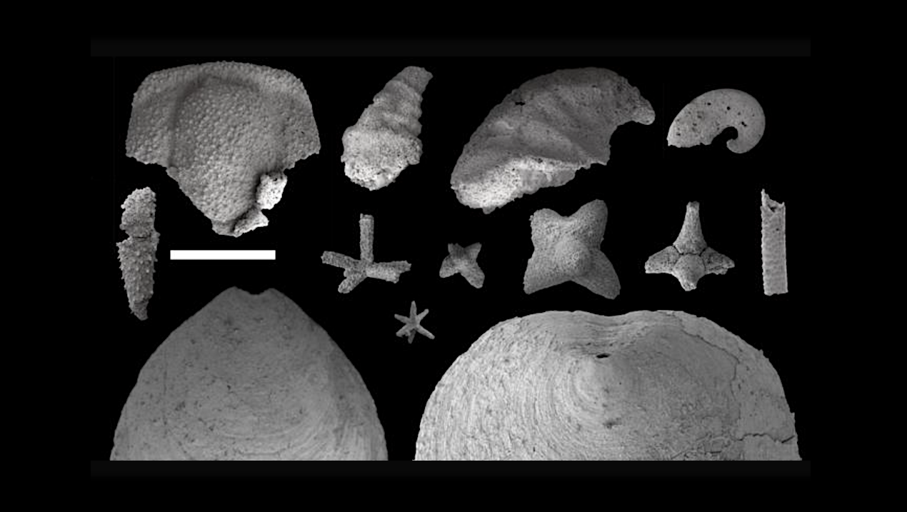 Fossils Reveal New Clues About Early Ocean Life On Earth