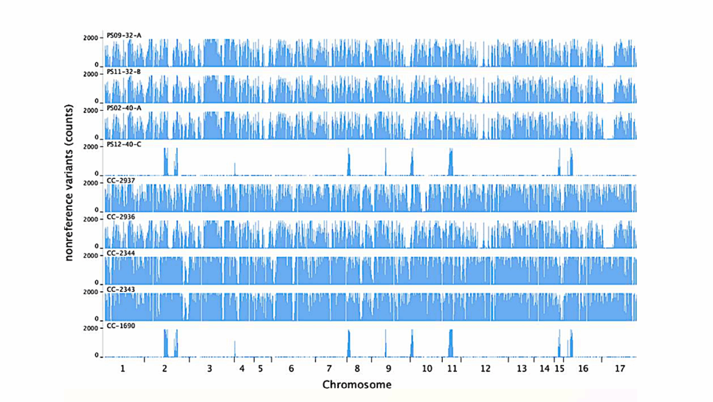Genetic Predisposition Toward Multicellularity in Chlamydomonas reinhardtii