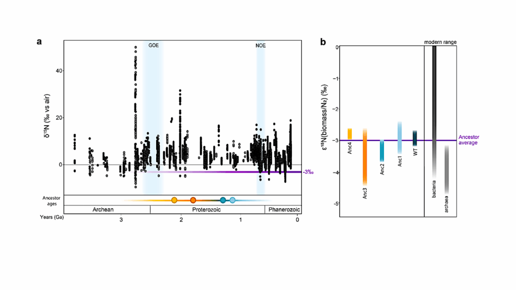 Persistent Nitrogenase Isotope Signatures Over Two Billion Years Of Engineered Evolution