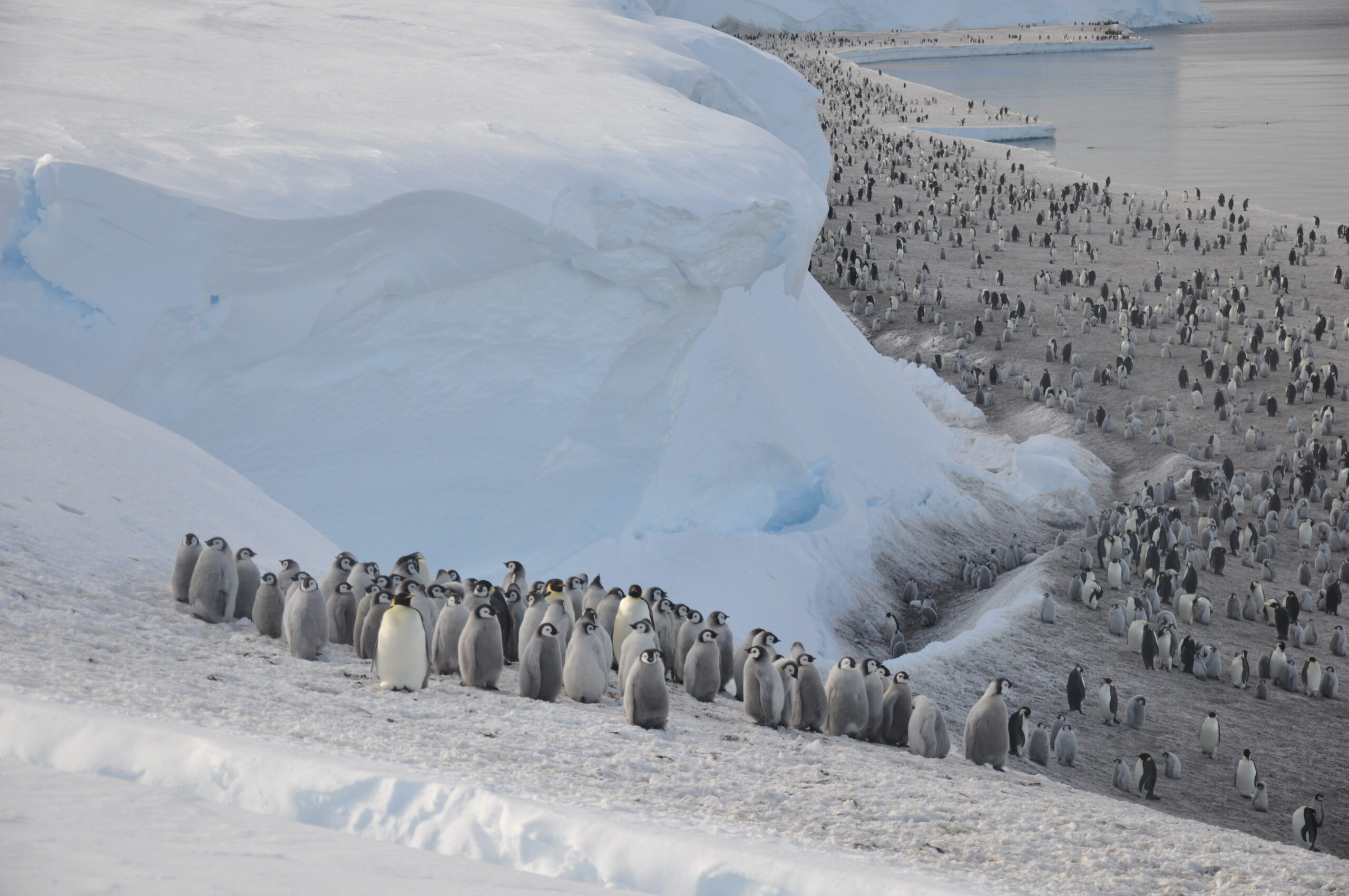 Satellite images show a dramatic decline in Antarctica's emperor penguin population — and it's happening faster than we thought (photos)