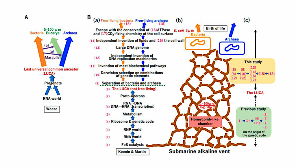 The Possible Crystallization Process in the Origin of Bacteria, Archaea, Viruses, and Mobile Elements