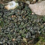 UVC-Intense Exoplanets May Not Be Uninhabitable: Evidence from a Desert Lichen