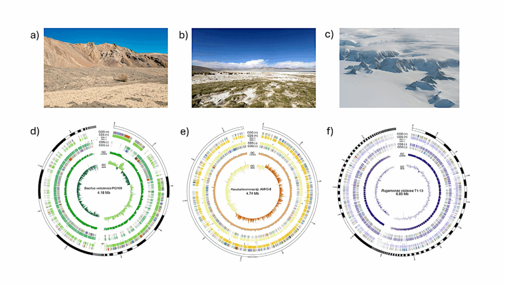 Adapting to UV: Integrative Genomic and Structural Analysis in Bacteria from Chilean Extreme Environments