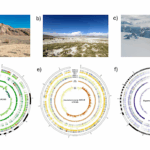 Adapting to UV: Integrative Genomic and Structural Analysis in Bacteria from Chilean Extreme Environments