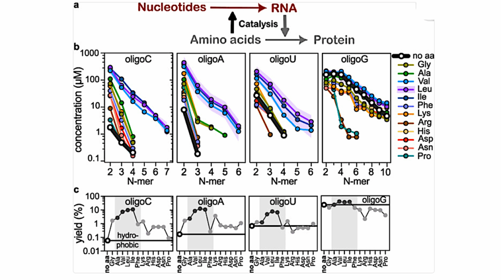 Amino Acids Catalyse RNA Formation Under Ambient Alkaline Conditions