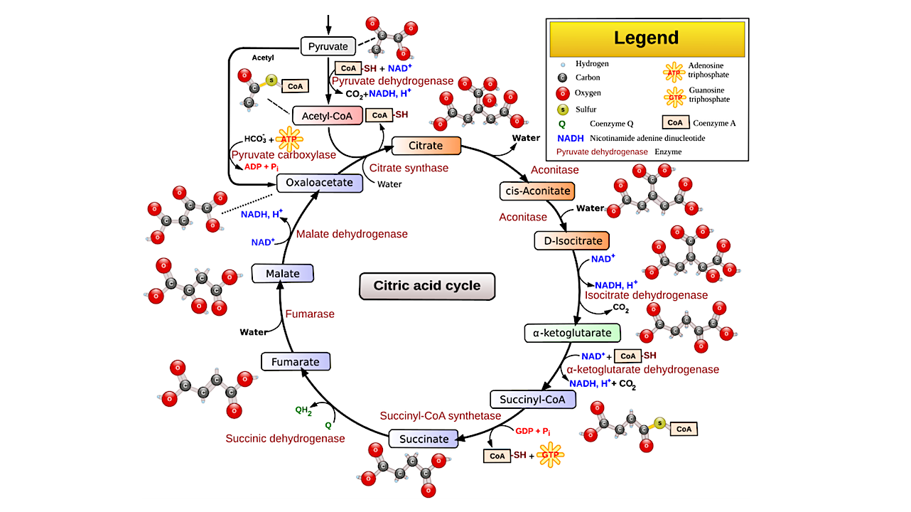 Astrochemistry: Abiotic Origin Of Citric Acid Cycle Intermediates