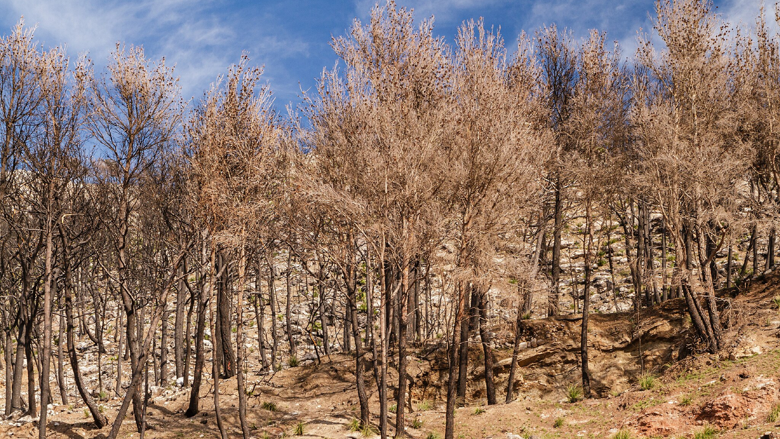 Earth's continents are drying out at unprecedented rate, satellite data reveal