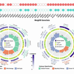 Exploring Molecular And Modular Insights Into Space Ionizing Radiation Effects Through Heterogeneous Gene Regulatory Networks