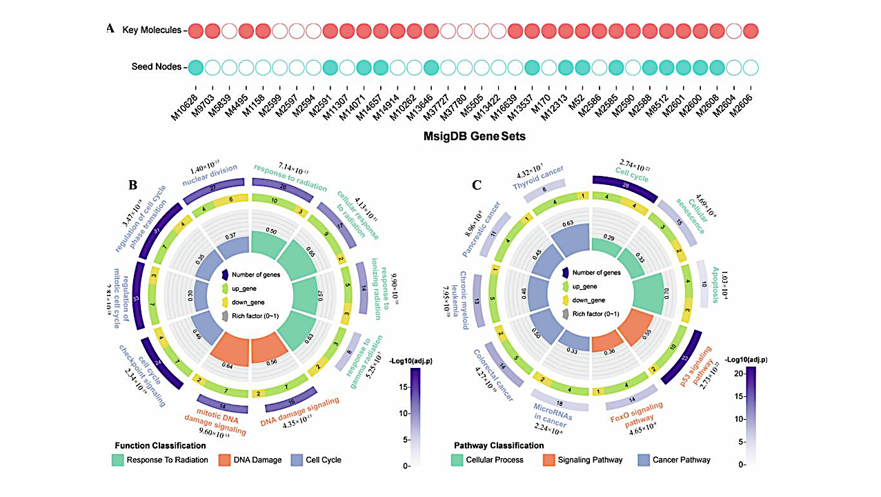 Exploring Molecular And Modular Insights Into Space Ionizing Radiation Effects Through Heterogeneous Gene Regulatory Networks