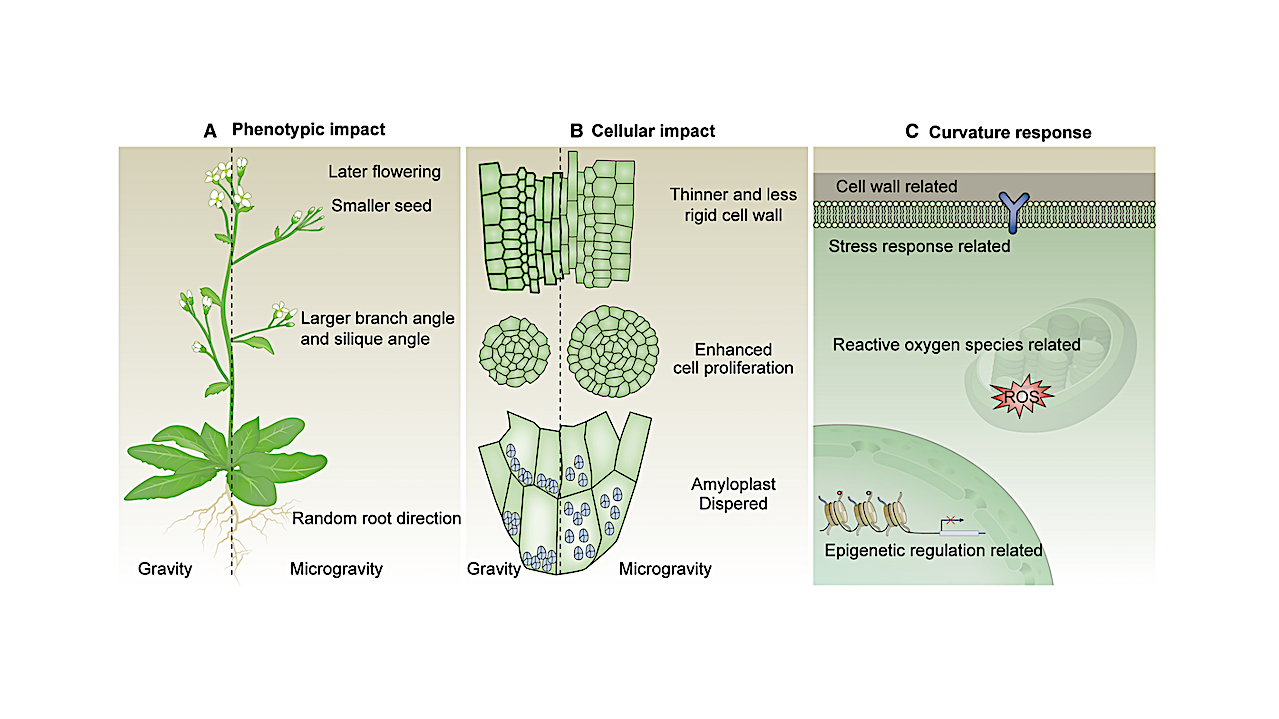 Exploring Plant Responses To Altered Gravity For Advancing Space Agriculture