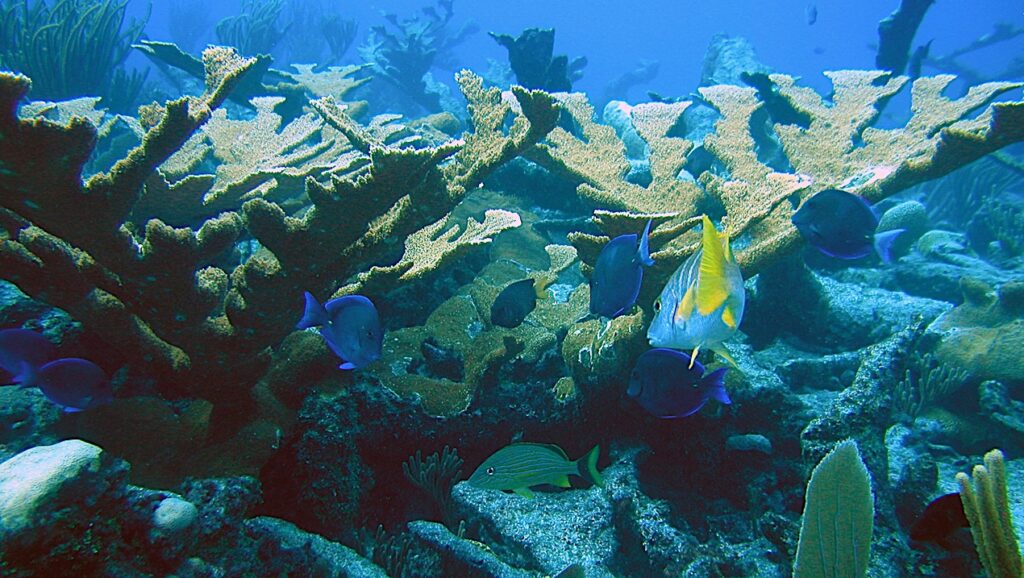 How Earth’s Biomass Changed Over 500 Million Years