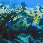 How Earth’s Biomass Changed Over 500 Million Years