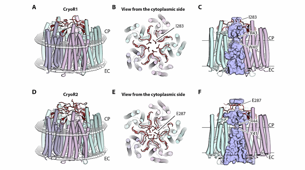 Ice World Microbiology: Cryorhodopsins