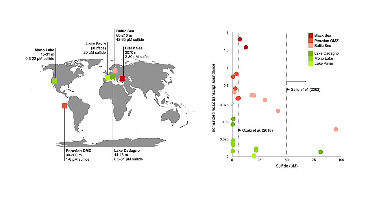 Microbial N2O Reduction in Sulfidic Waters: Implications For Proterozoic Oceans