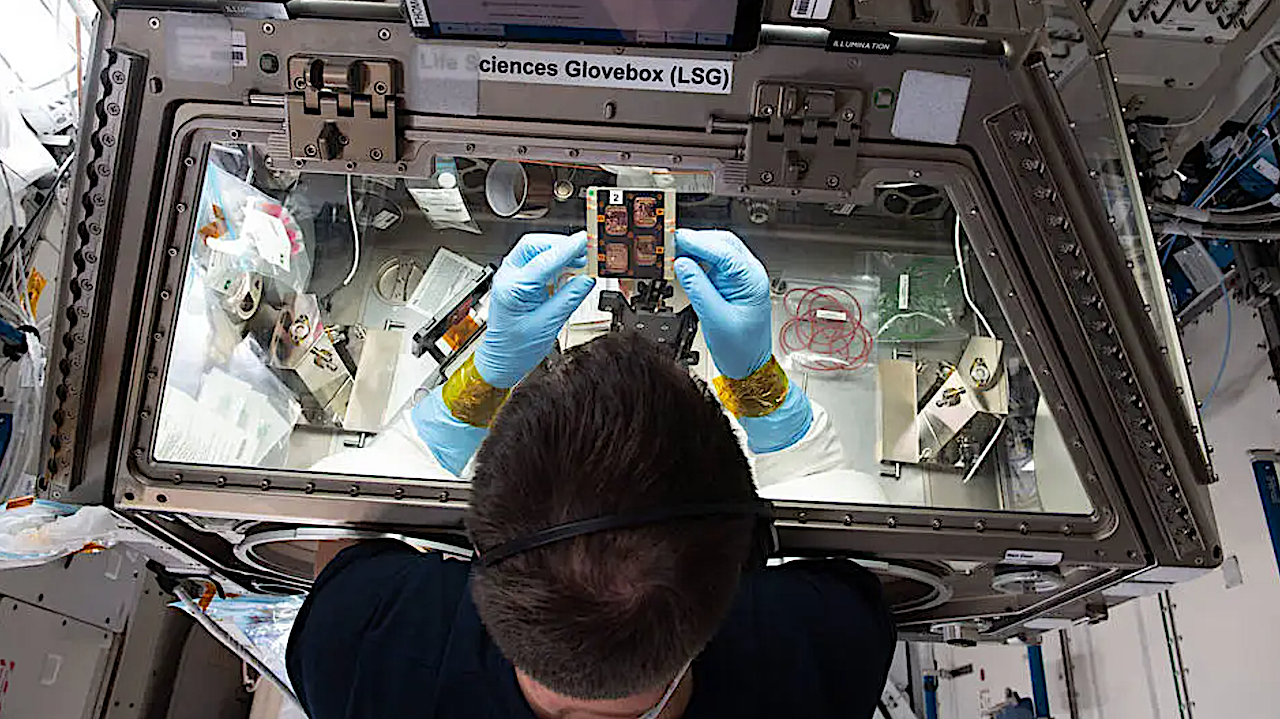 NASA Spaceline Current Awareness List #1,156 3 July 2025 (Space Life Science Research Results)