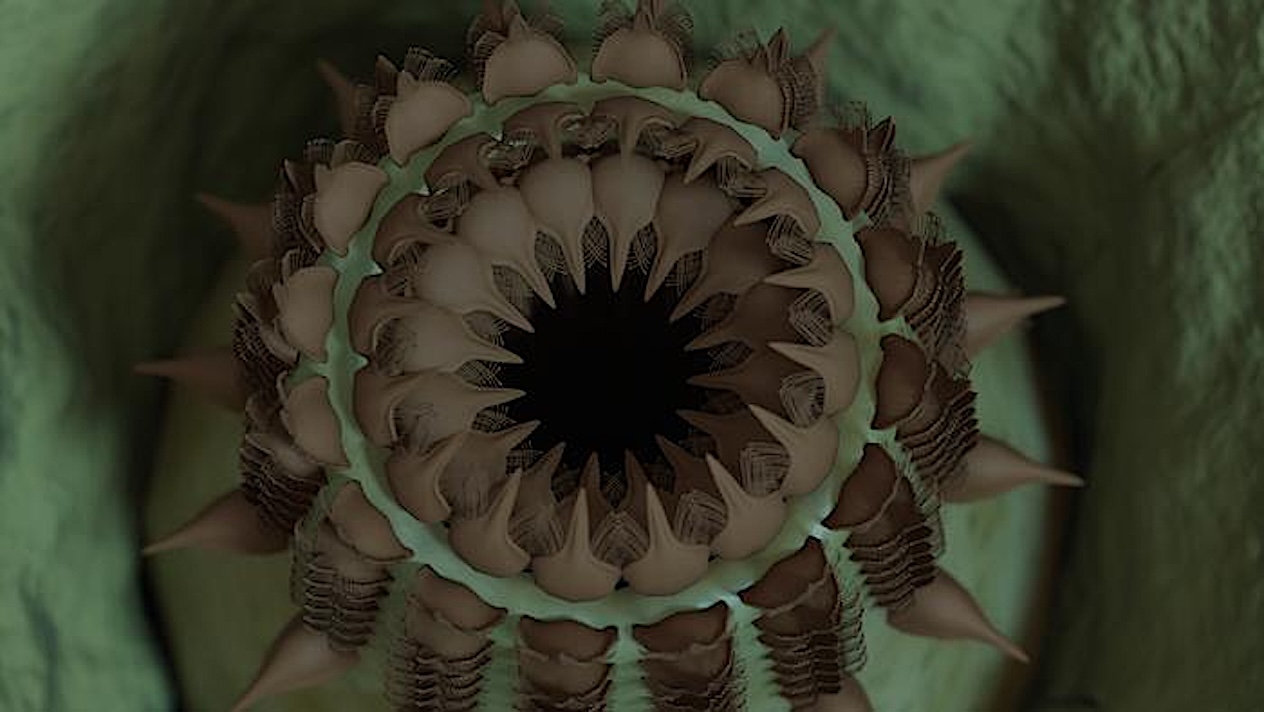New Grand Canyon Fossils Show The Evolution Of Early Animals On Earth