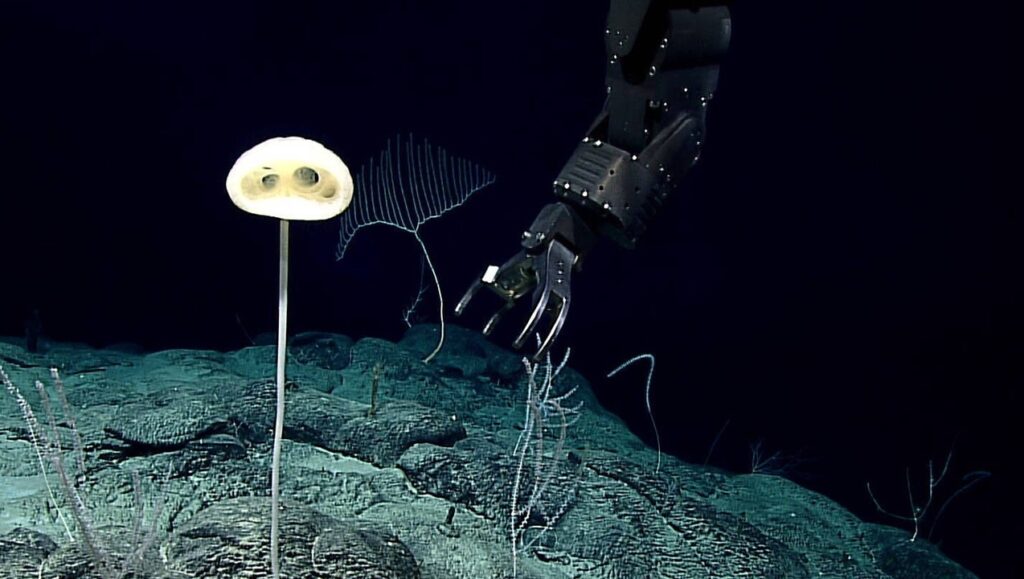 Ocean Planet Exploration And Taxonomy: Naming A Strange New Species