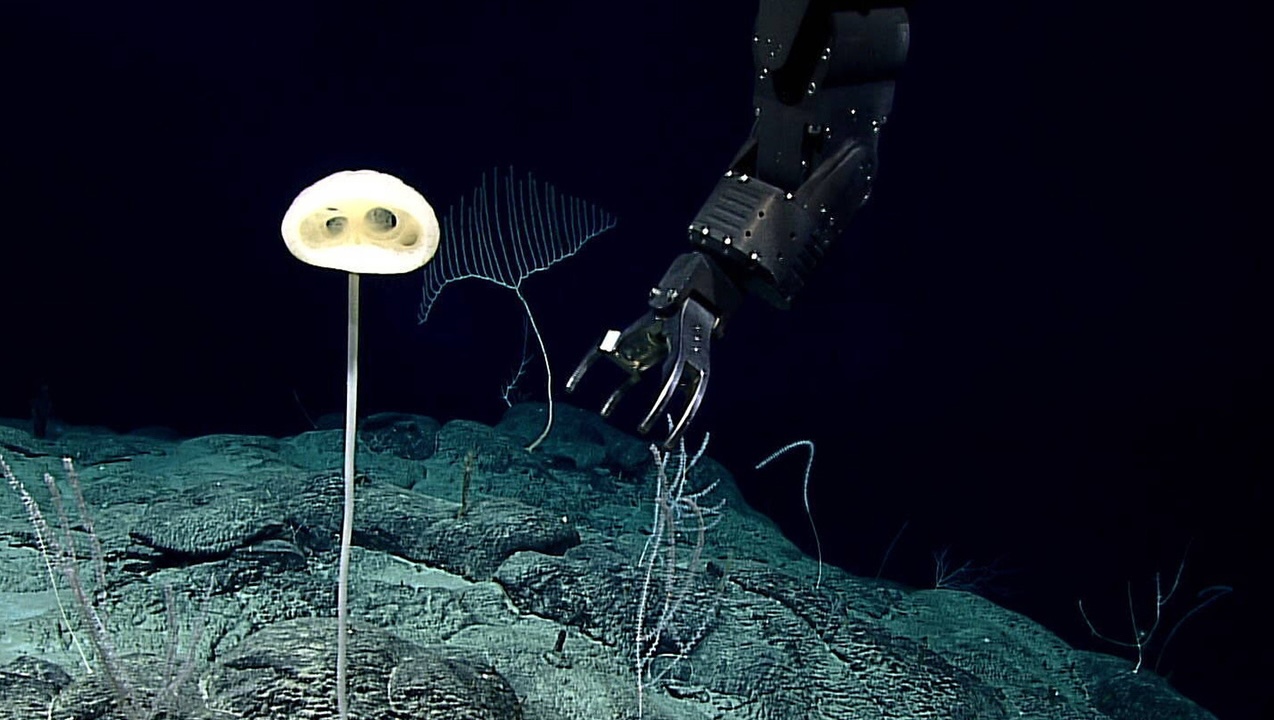 Ocean Planet Exploration And Taxonomy: Naming A Strange New Species