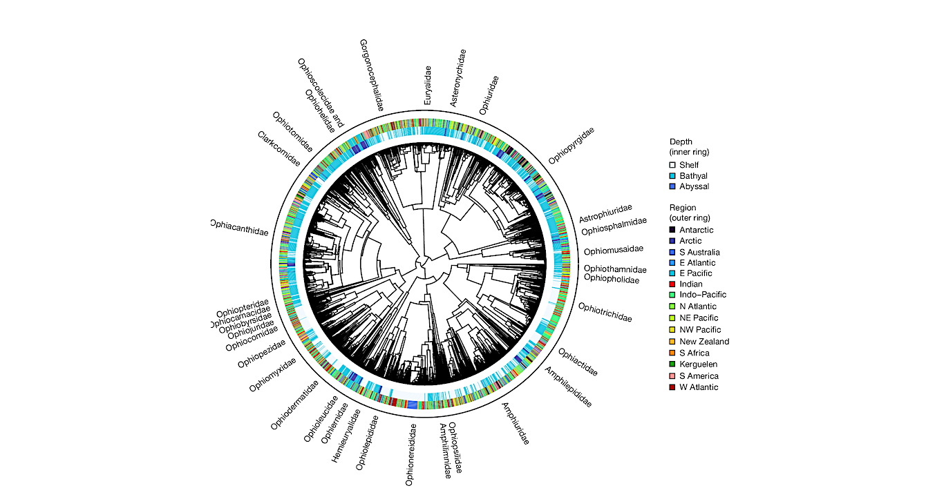 Ocean Planet Genomics: Deep-sea DNA Study Reveals Global Connectivity Of Earth’s Marine Life