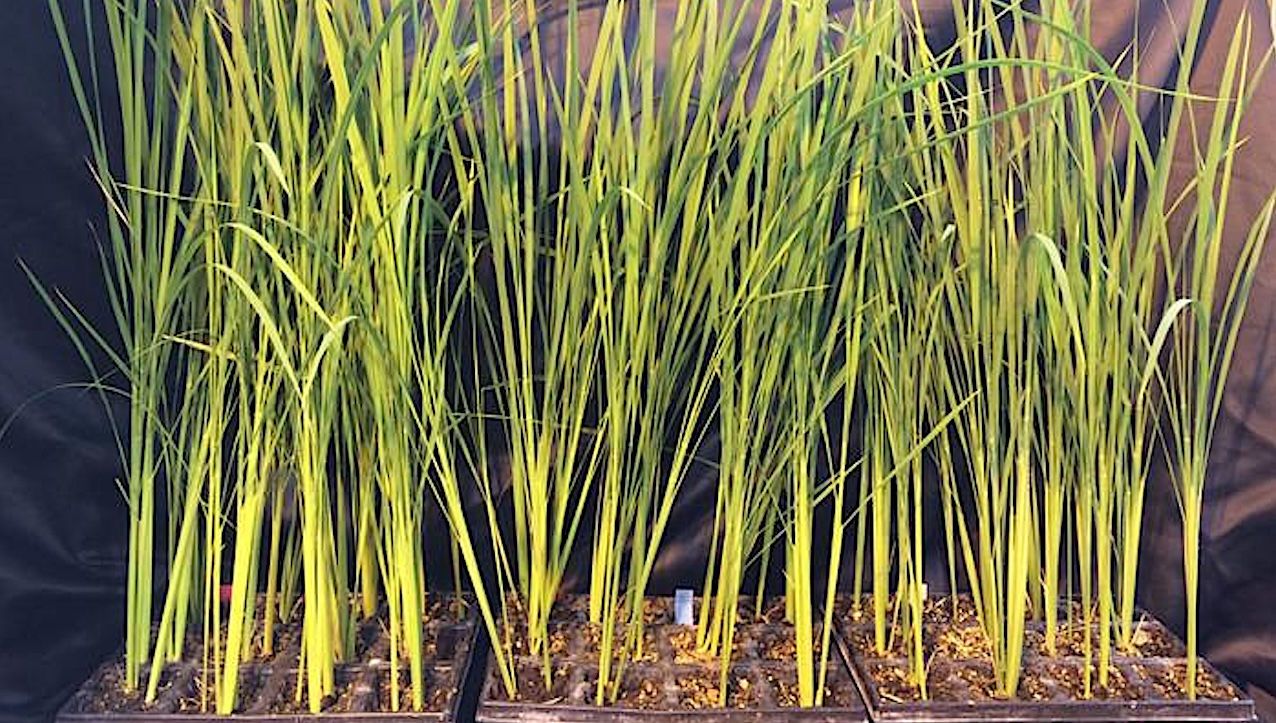 Offworld Agriculture: Developing The Perfect Crop For Space Bases